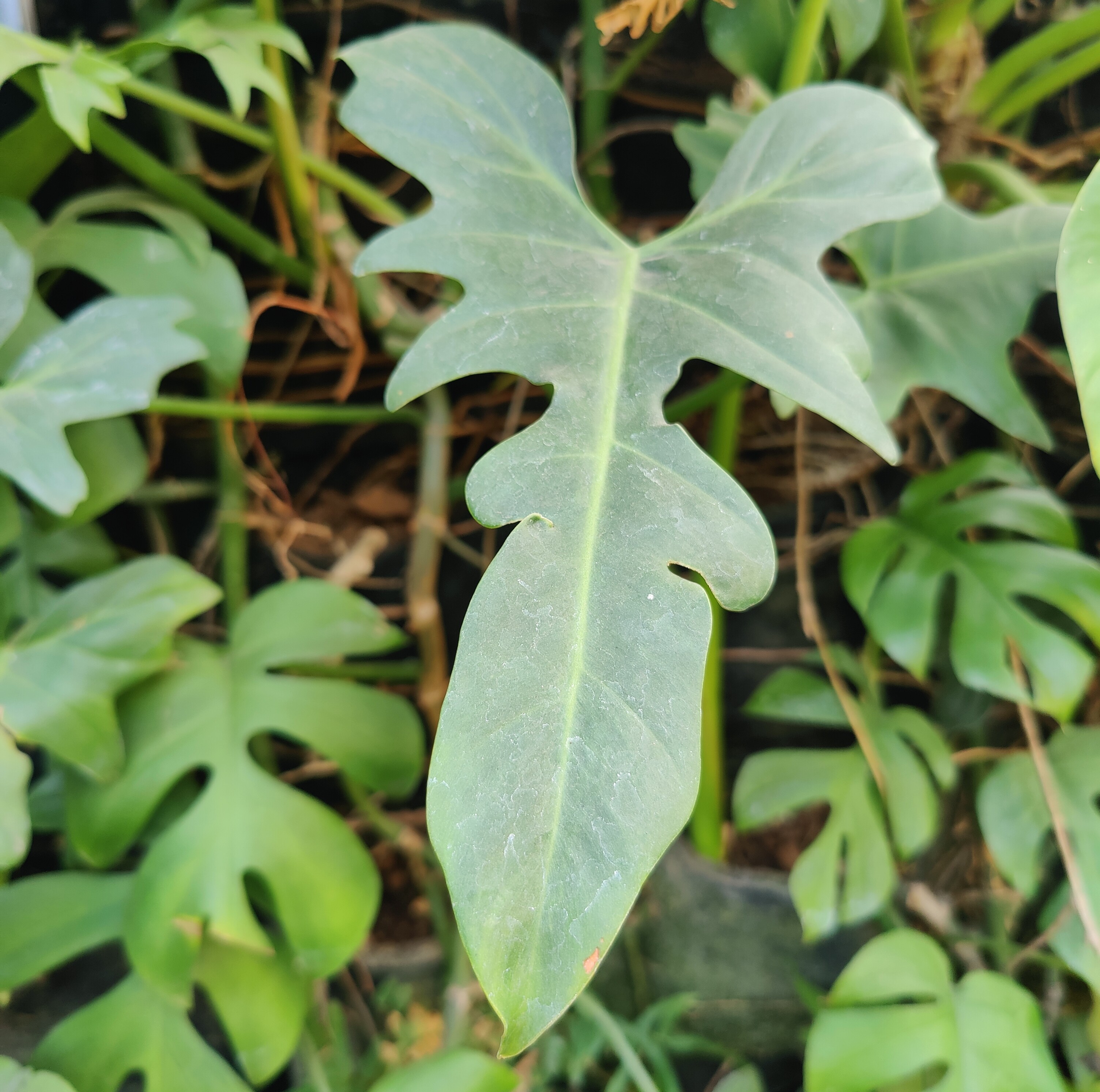 Philodendron Pedatum